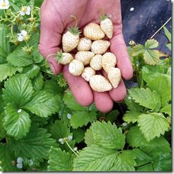 Wild White Strawberries