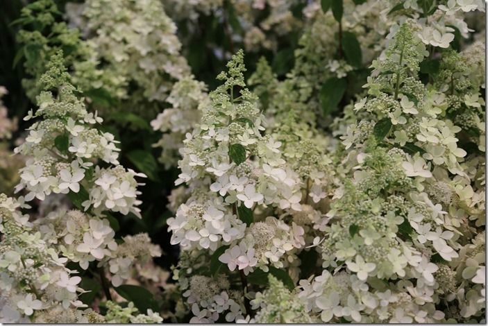 8 Hydrangea paniculata (1024x683)