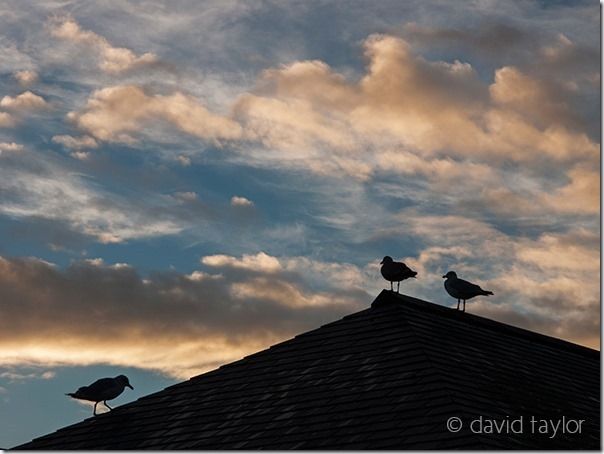 Sea gulls on a roof in Whitby, silhouetted against an evening sky, Yorkshire, England