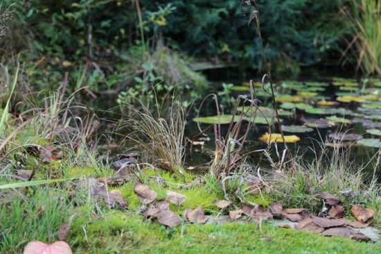 Leaves blowing into the pond