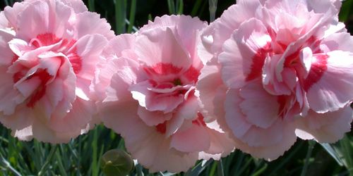 Pinks and carnations are having a comeback: here's how to grow them