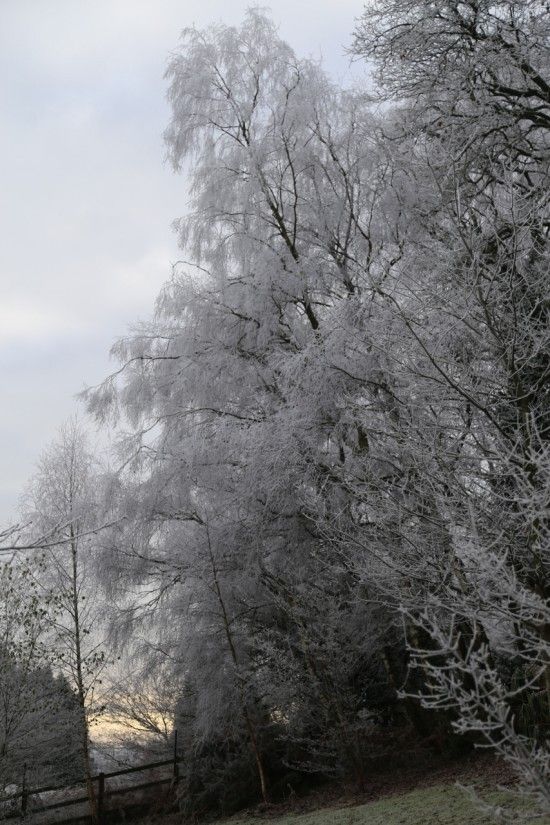 2 Birch etched with frost (853x1280)