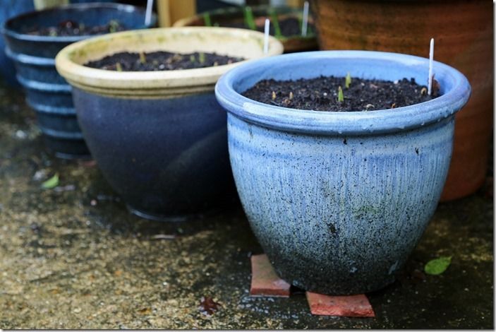 3 Pots and containers in wet