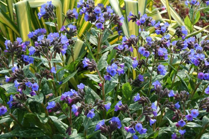 Pulmonaria 'Blue Ensign'