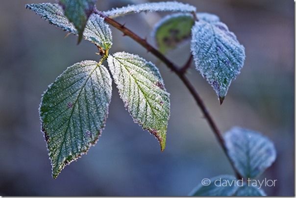 Bramble leaves covered in hoar frost after a freezing winter's night, Northumberland, England