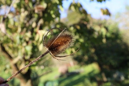 8 Teasels - dipsacus (1280x853)