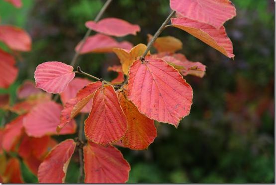 1. Hamamelis x intermedia 'Vesna' 