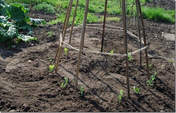 6 Sweet peas planted out