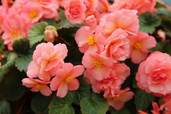 6 Begonia Sweet Spice English Rose