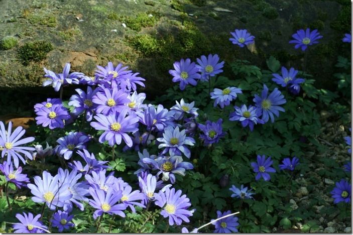 8 Anemone blanda 2