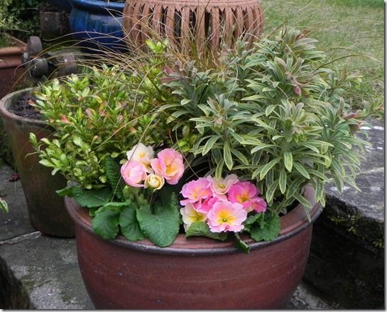 8 Rosebud primroses add a little colour