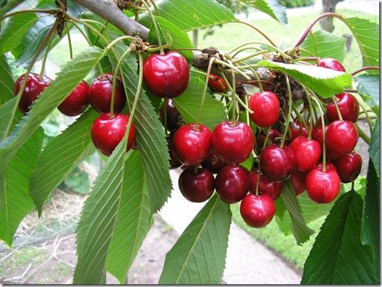 Cherry Lapins, Fruit Tree Specification & Rootstocks Guide