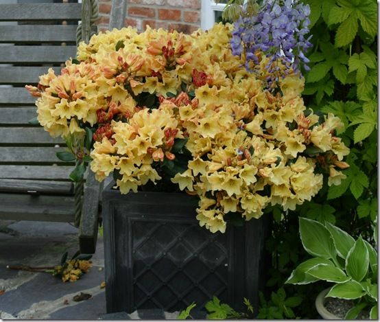 Rhododendron 'Nancy Evans'