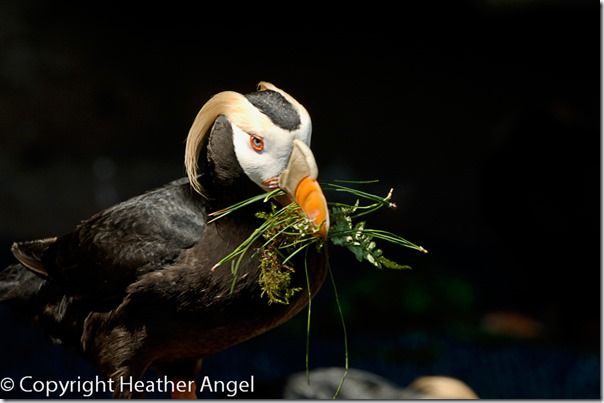Tufted puffin carrying nesting material