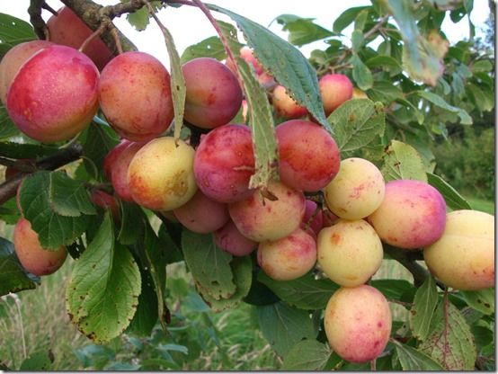 plum, Fruit Tree Specification & Rootstocks Guide