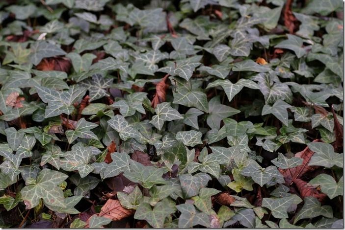 3 Hedera as ground cover (1024x683)