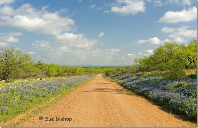 keyserville road, loyal valley, mason county.  mesquite trees, white prickly poppies, cutleaf groundsel, bluebonnets, pepper grass, bladderpod.