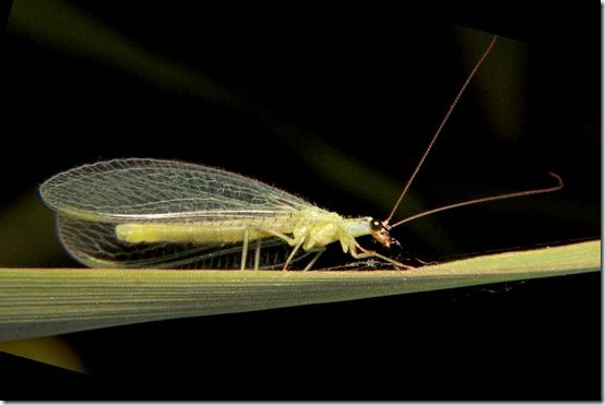 Lacewing Adult Photo Bruce Marlin