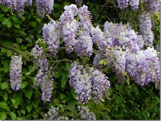 Wisteria sinensis