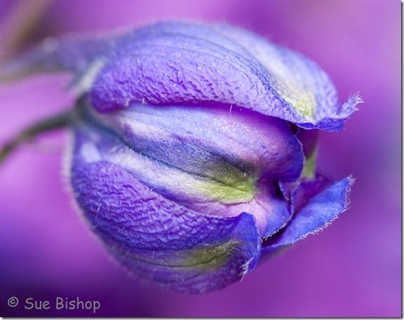 delphinium bud