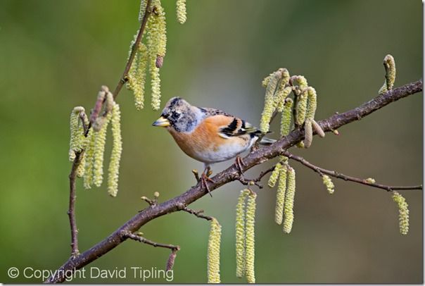 Bird Photography, David Tipling, RSPB, How to Photograph Birds, Garden Birds, Bird Food, perch, feeder, 