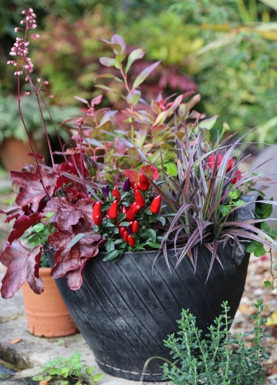 Chillies, astelia and heucheras