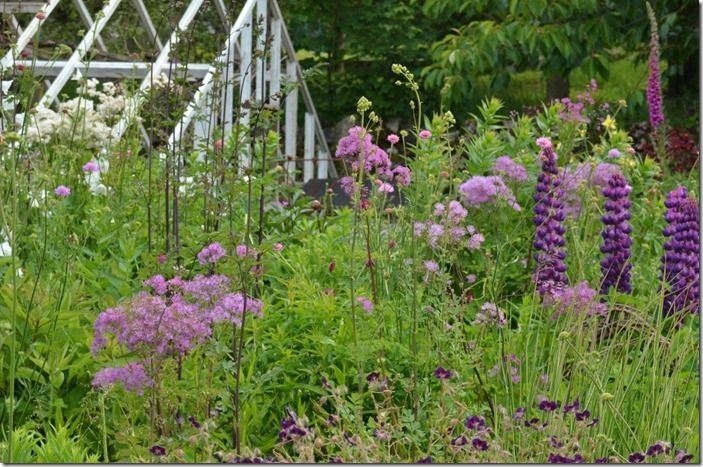 3 Summer perennials