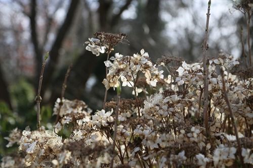 8 Hydrangea 'Lanarth White' (1280x853)