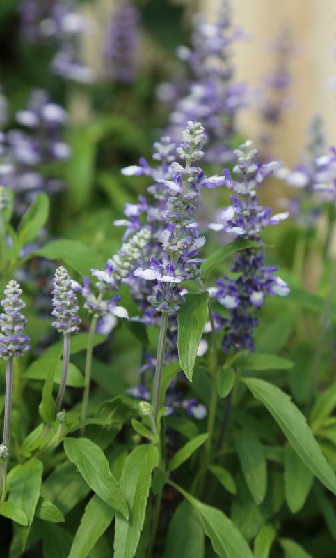 9 Salvia farinacea 'Fairy Queen' (483x800)