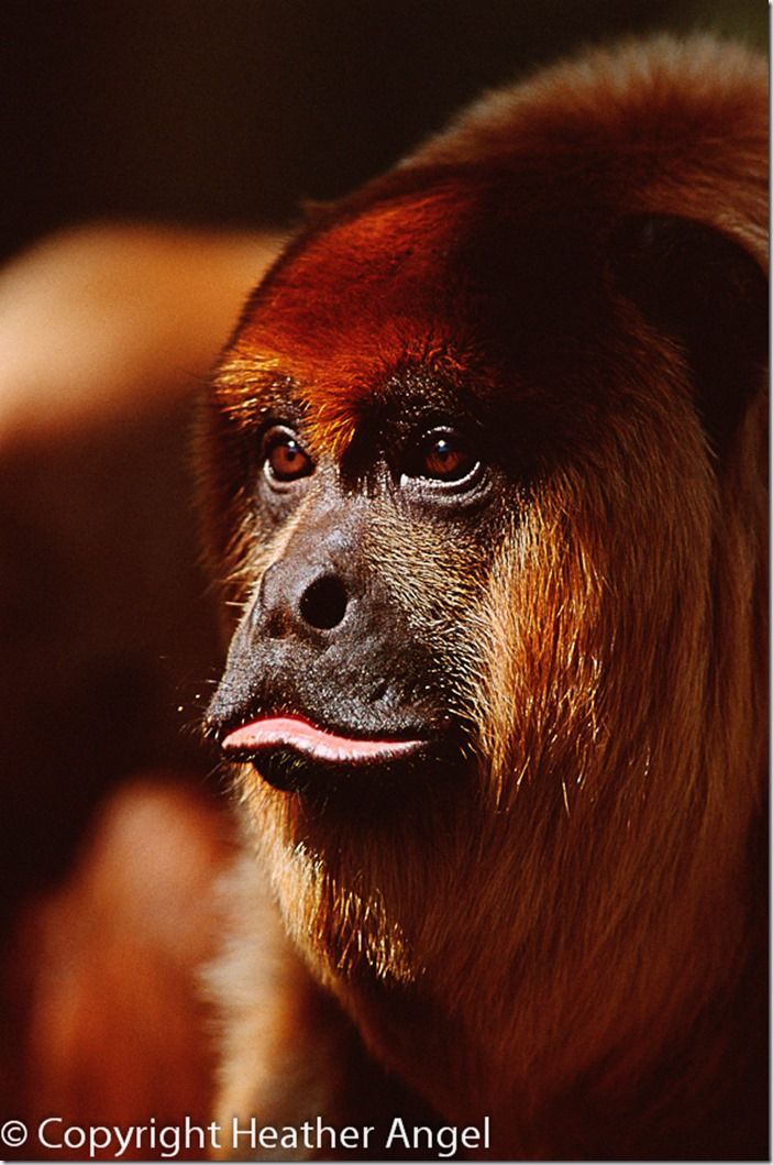 Portrait of male red howler