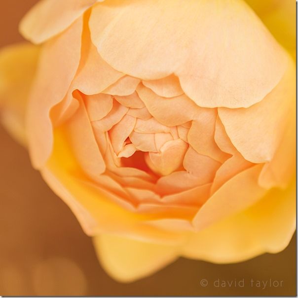 Orange rose in bloom against a golden background, White balance, creative white balance, Camera white balamce, What is camera White balance, AWB, Auto white balance, Camera Settings,