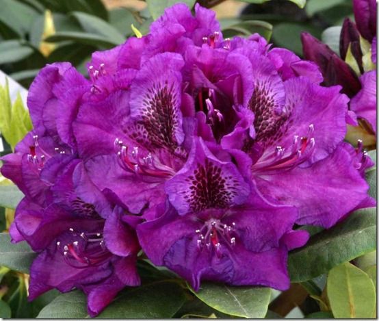 Rhododendron 'Edith Bosley'