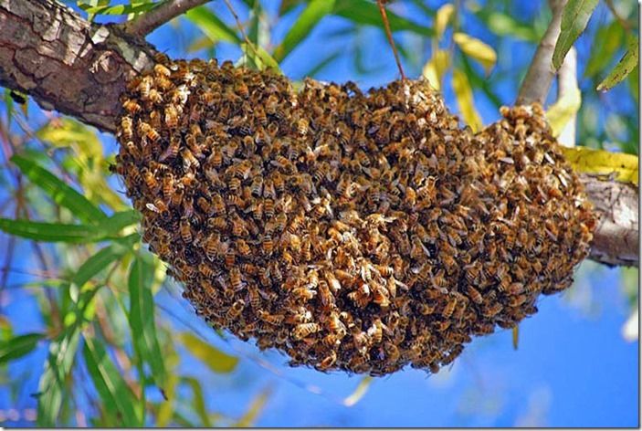 7 Honet Bee Swarm