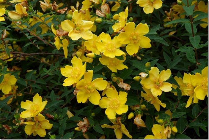 Hypericum 'Hidcote'