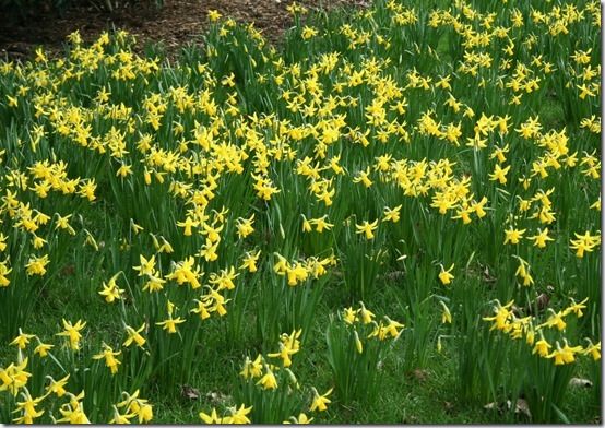 5 Narcissus 'February Gold' at Kew