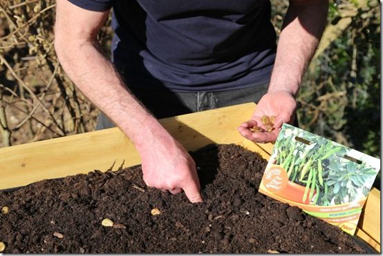 Sowing Broad Bean 'Robin Hood'