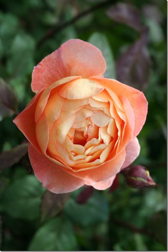 Rosa 'Lady Emma Hamilton'