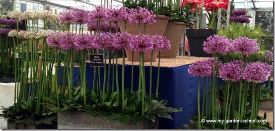 Alliums Chelsea Flower Show 2014