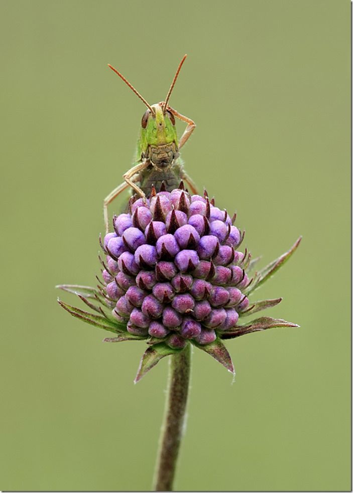 Entry in the fifth International Garden Photographer of the Year competiton 2011. May be reproduced only with the permission of the organisers - contact press@igpoty.com