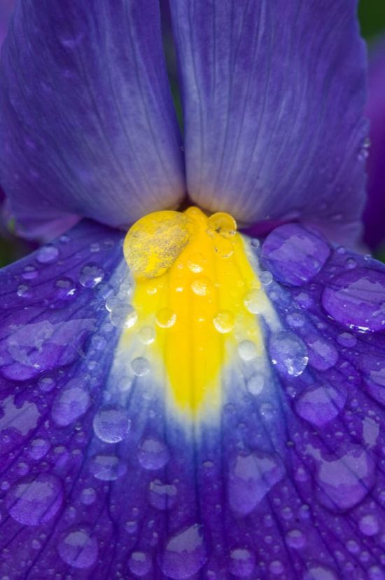 DUTCH IRIS CLOSEUP