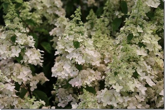 7_Hydrangea_paniculata_'Confetti'[1]