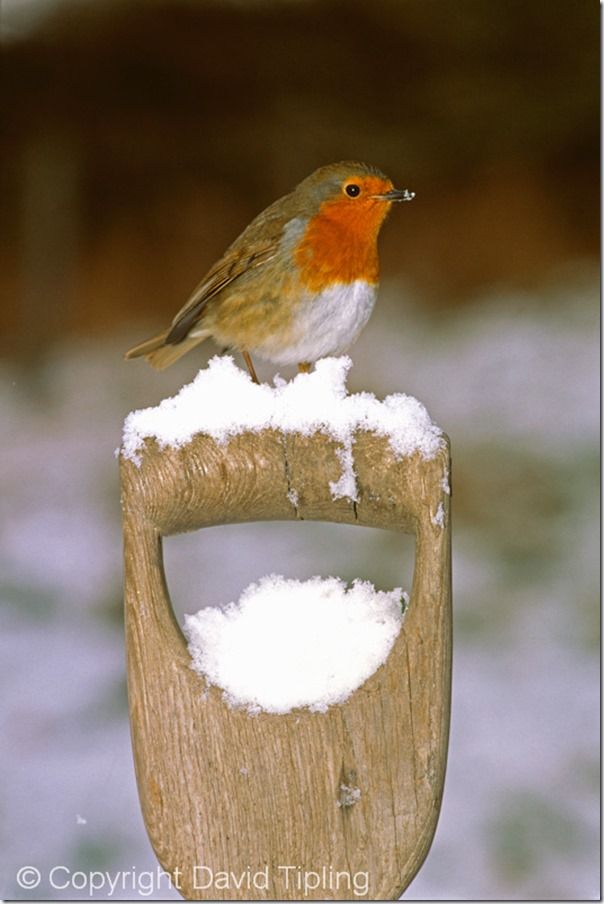 Bird Photography, David Tipling, RSPB, How to Photograph Birds, Garden Birds, Bird Food, perch, feeder, 