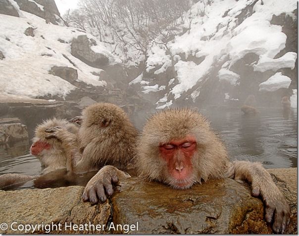 Snow monkeys relaxing in hot pool, Scene mode, In-Camera, techniques, Picture modes, In-camera HDR, converging verticals, Image stabilisation, Online, Photography, Class, Course, Courses.