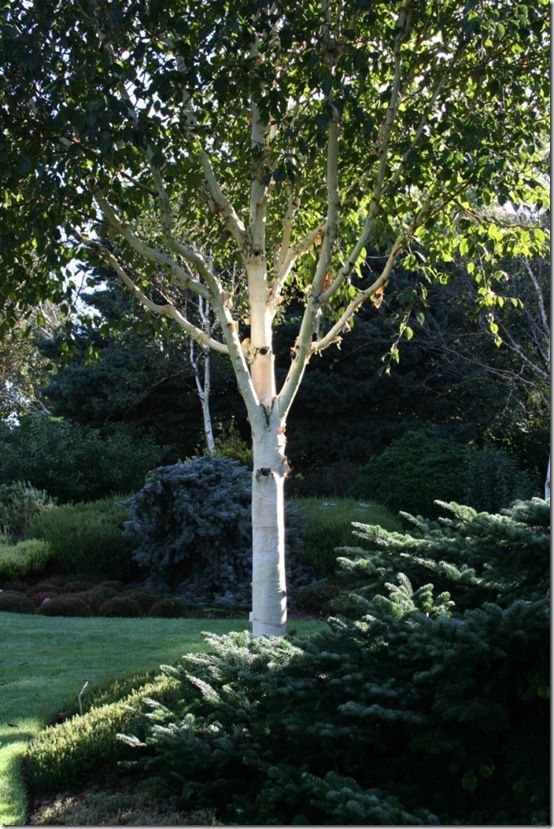 Betula Grayswood Ghost