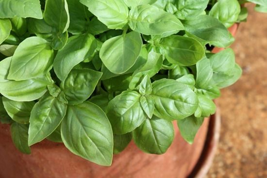 6 Sweet basil