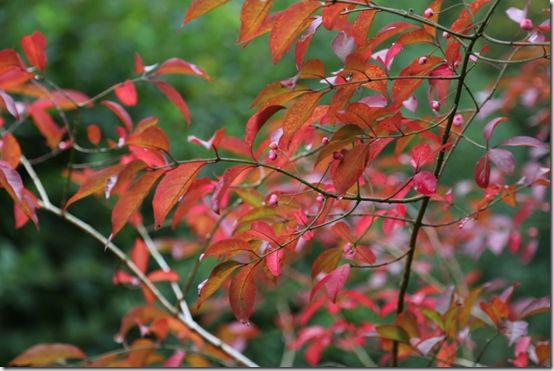 10. Euonymus europaeus 'Red Cascade' 