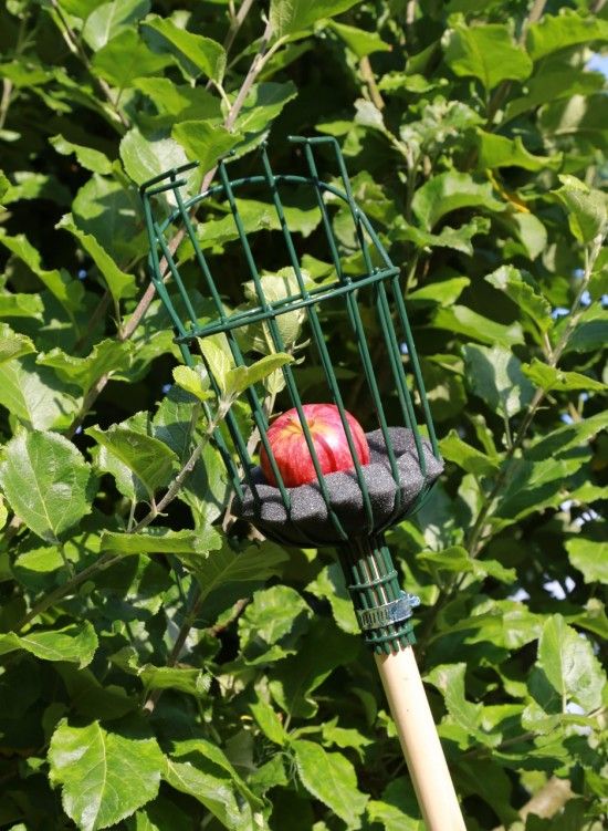  Apple picker