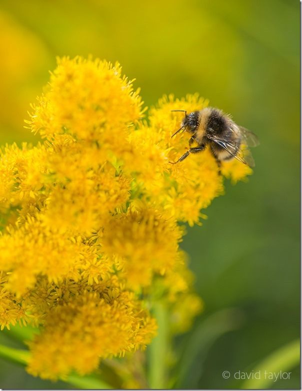 White-tailed bumblebee exploring a Goldenrod plant  on a roadside verge overlooking Billsmoor Park near Elsdon, Northumberland, England