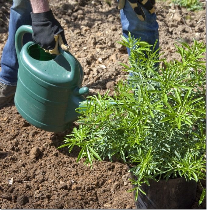 3 Water the shrub in its pot