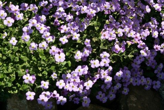 Aubretia